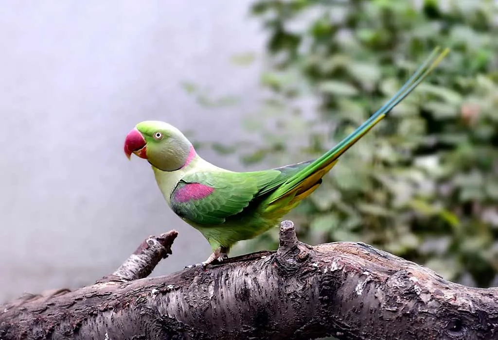 Alexandrine Parakeets