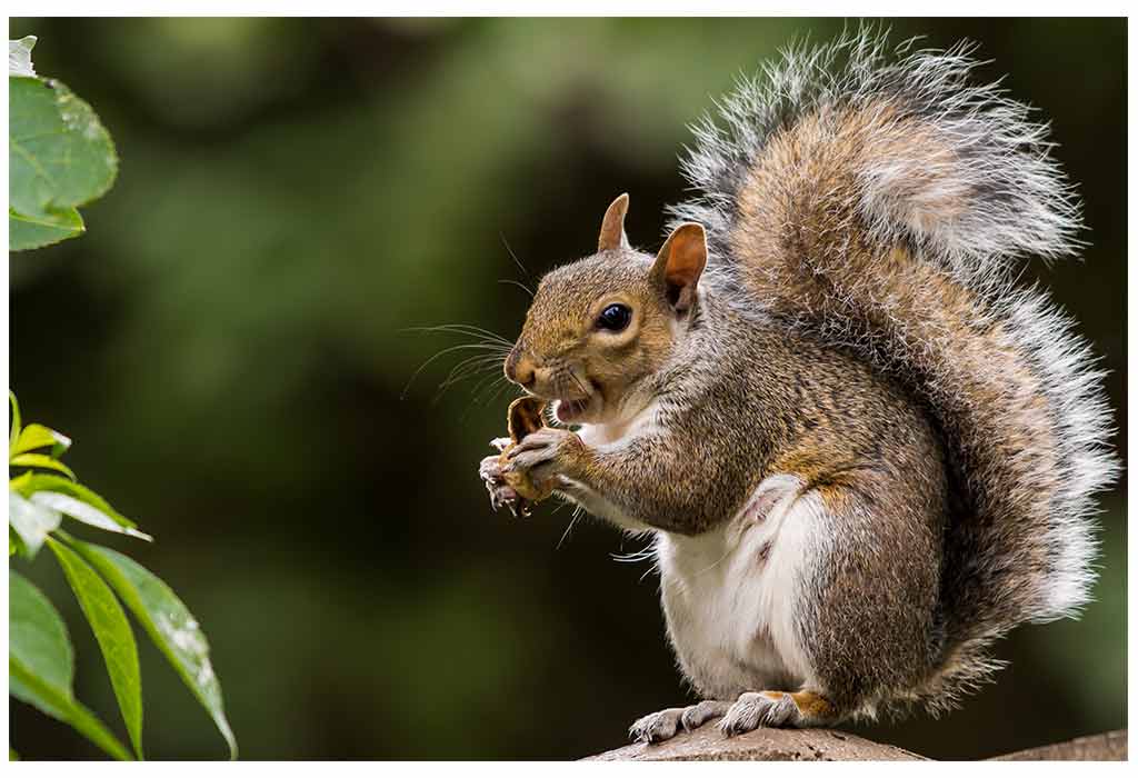 Grey Squirrels