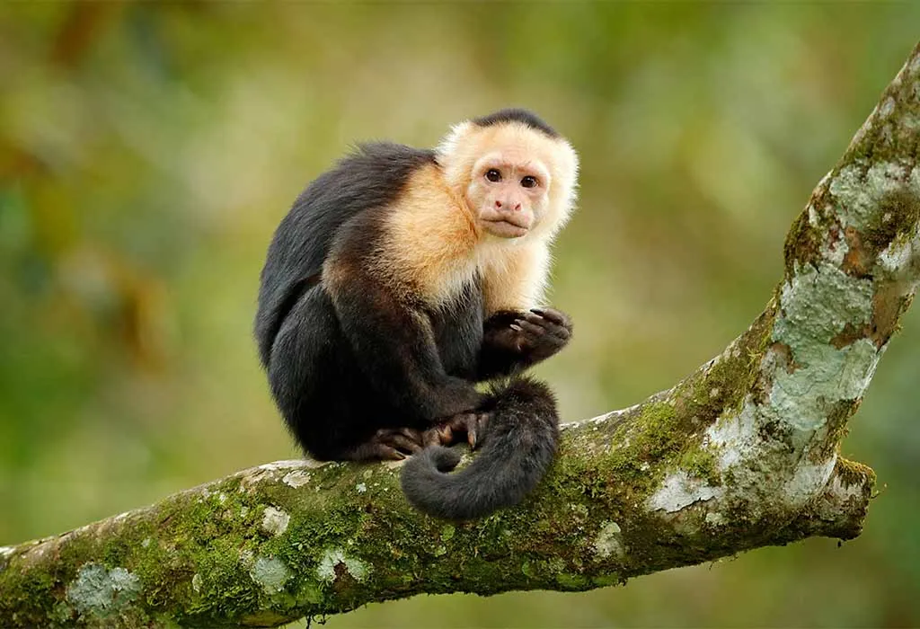 Capuchin Monkeys