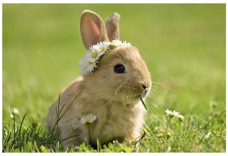 20+ Fascinating Spring Animals that Kids Should Know About