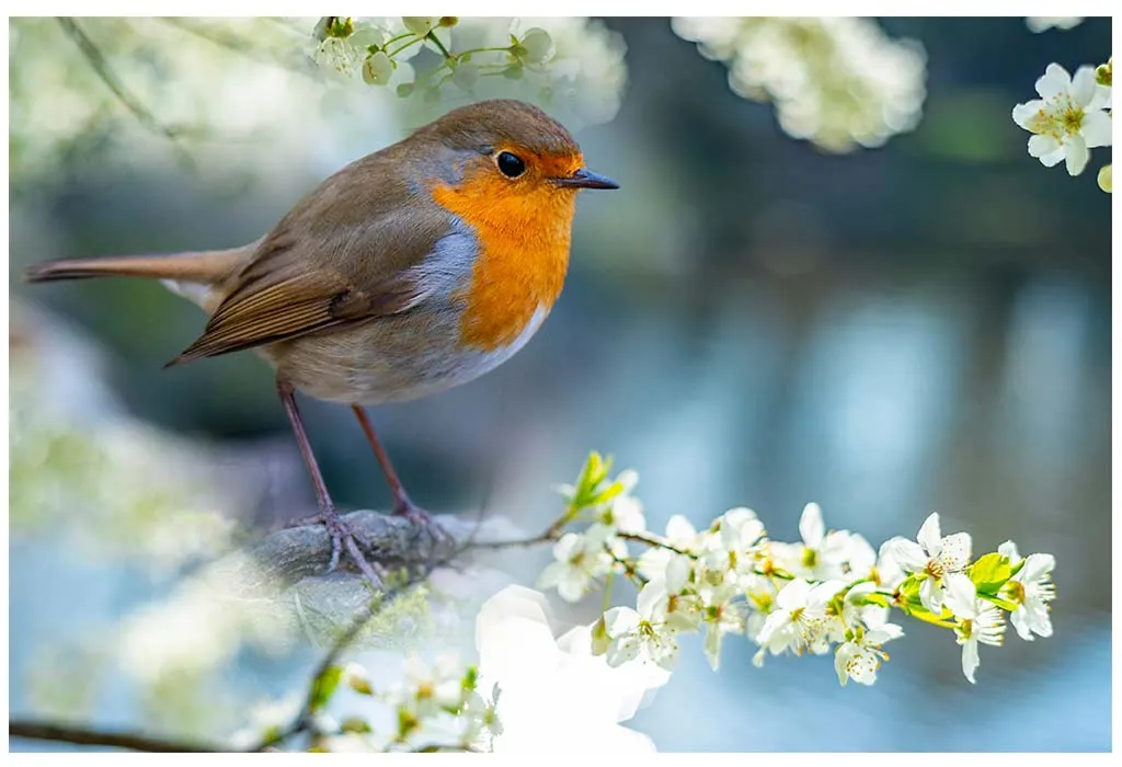 Robin