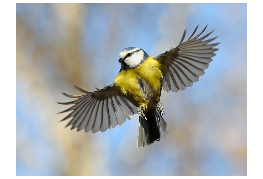 Blue Tit