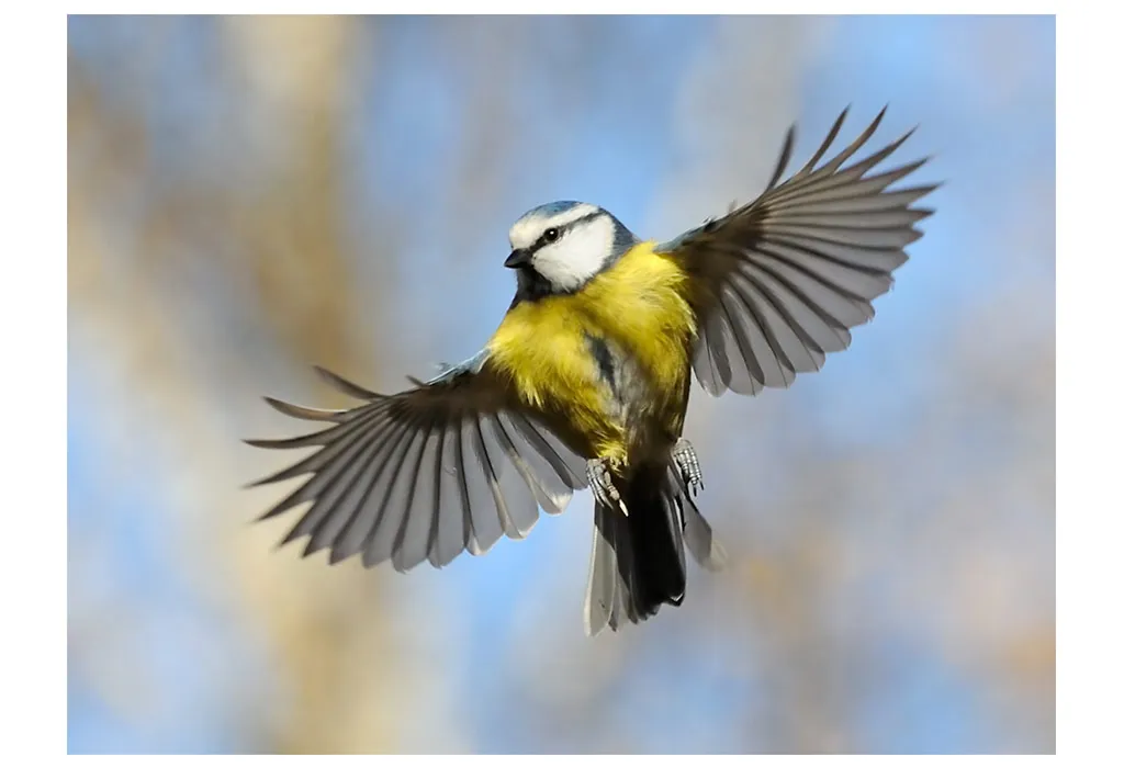 Blue Tit 