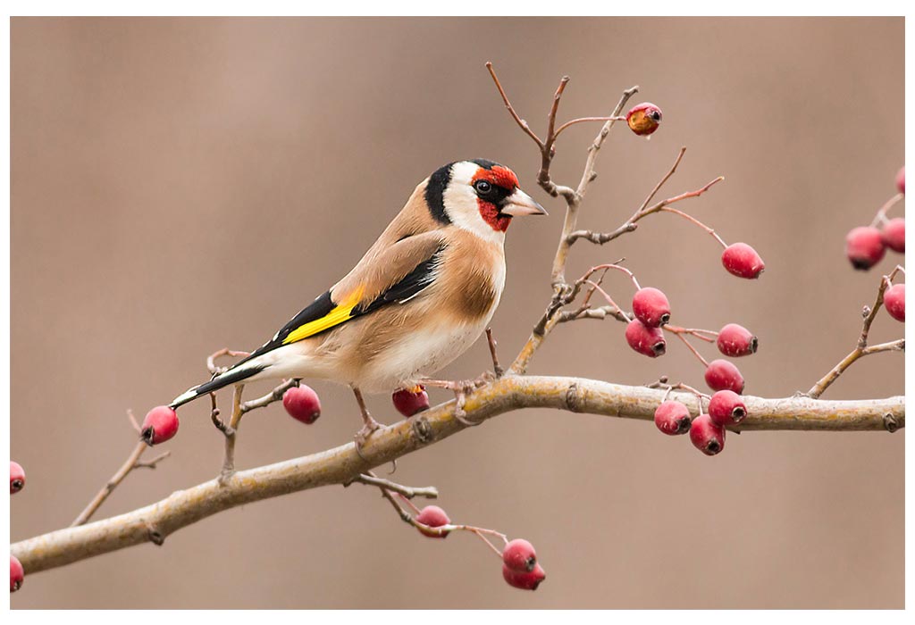 Goldfinch