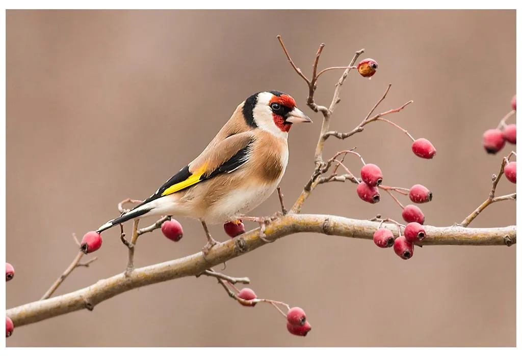 Goldfinch 