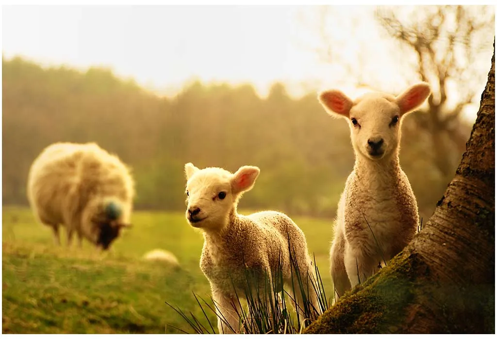 Photo of Lamb Animal