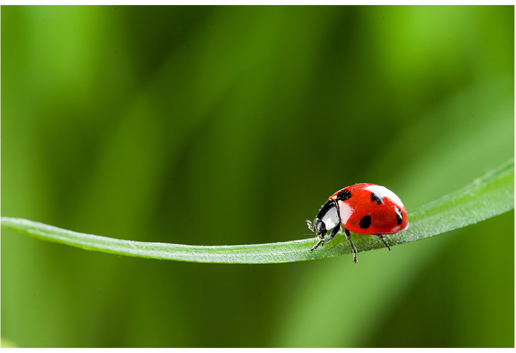 Photo of ladybug