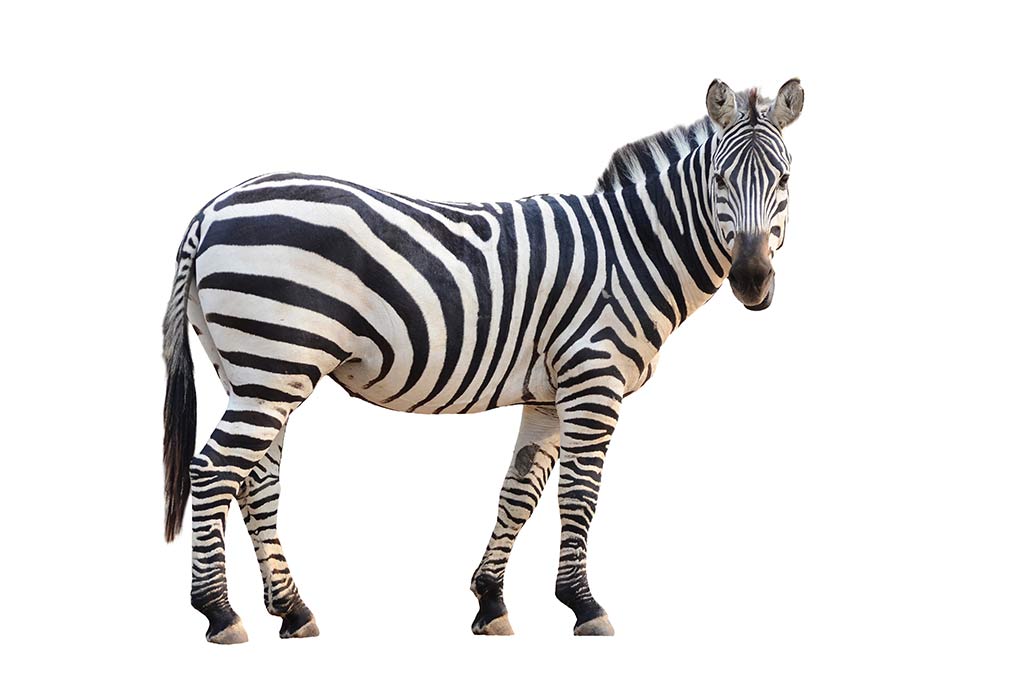 Zebra