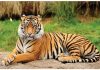 बाघ पर निबंध (Essay On Tiger In Hindi)