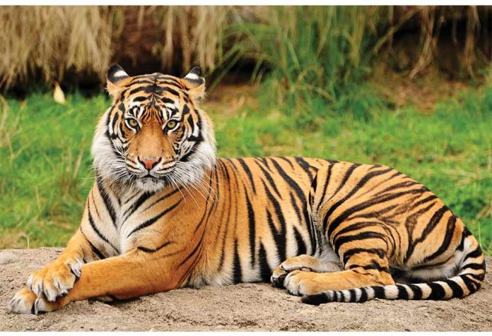 बाघ पर निबंध (Essay On Tiger In Hindi)