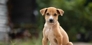 कुत्ते पर निबंध (Essay On Dog In Hindi) कुत्ते पर निबंध (Essay On Dog In Hindi)