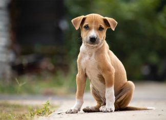 कुत्ते पर निबंध (Essay On Dog In Hindi)