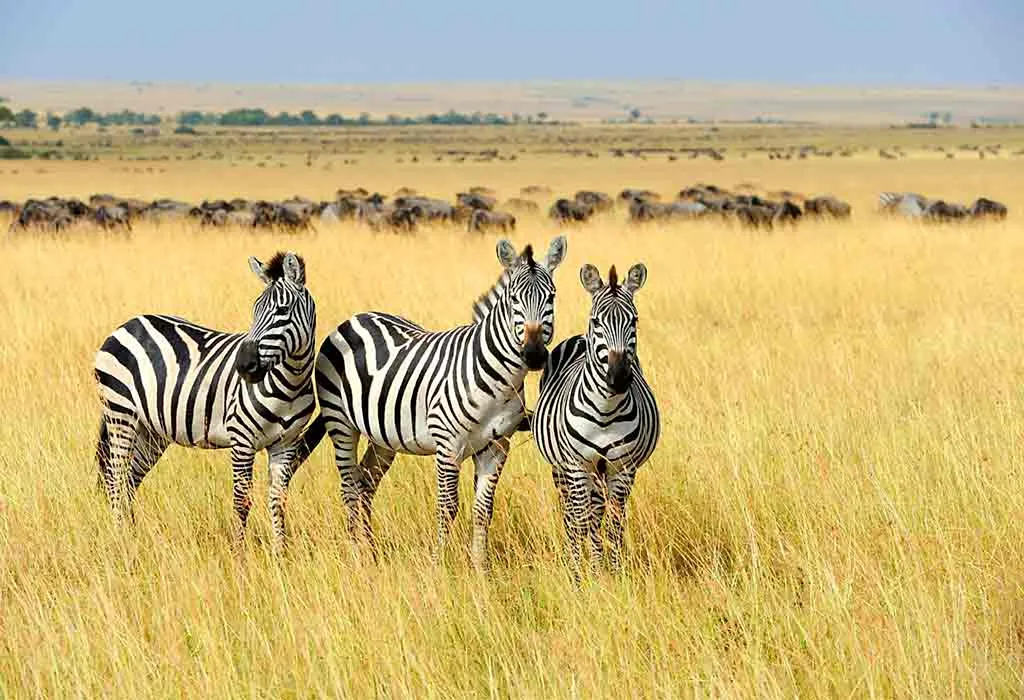 Zebra
