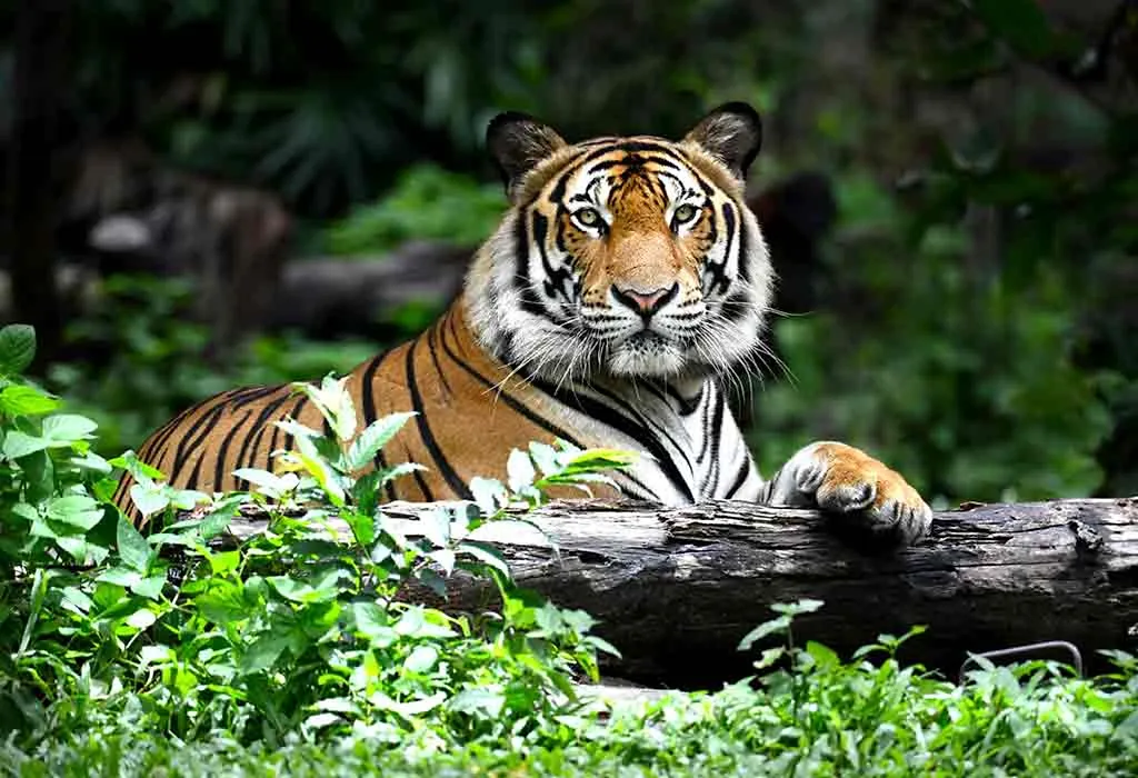 Tiger