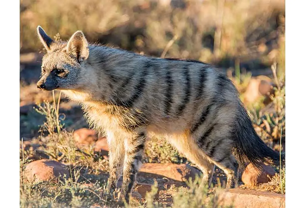 Aardwolf