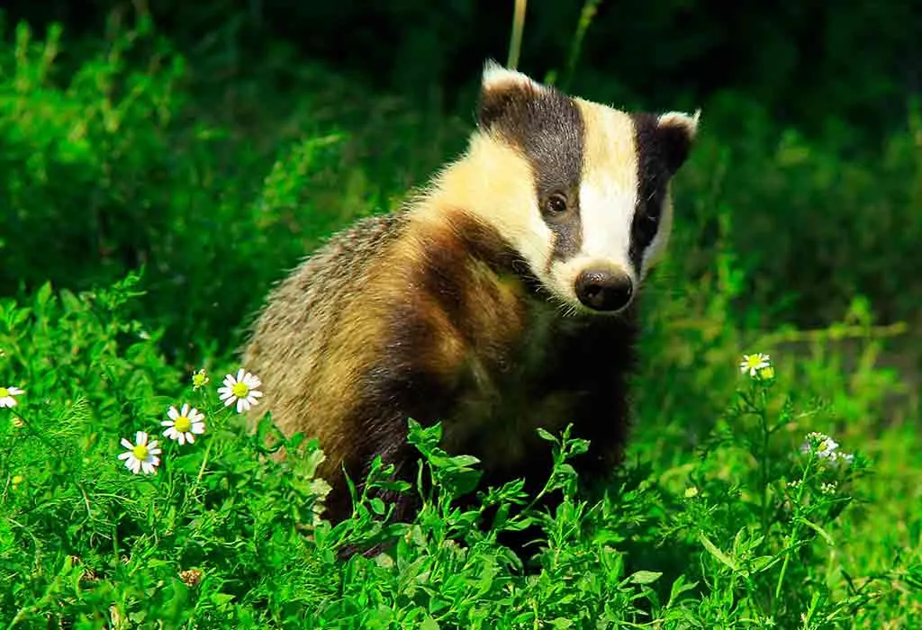 Badger