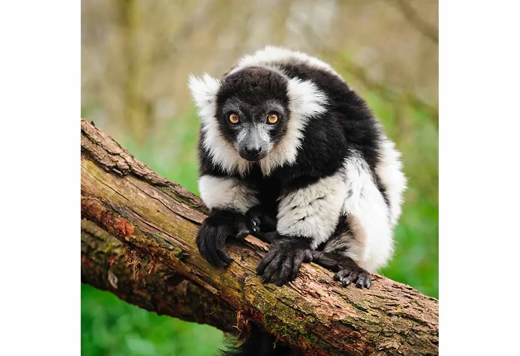 Ruffed Lemur