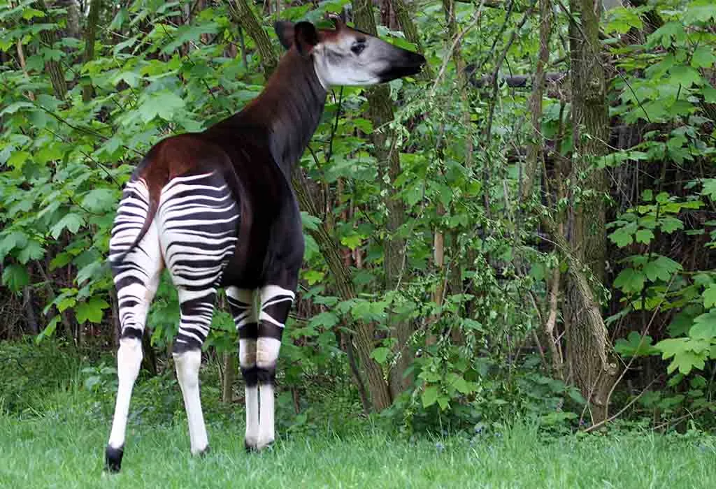 Okapi