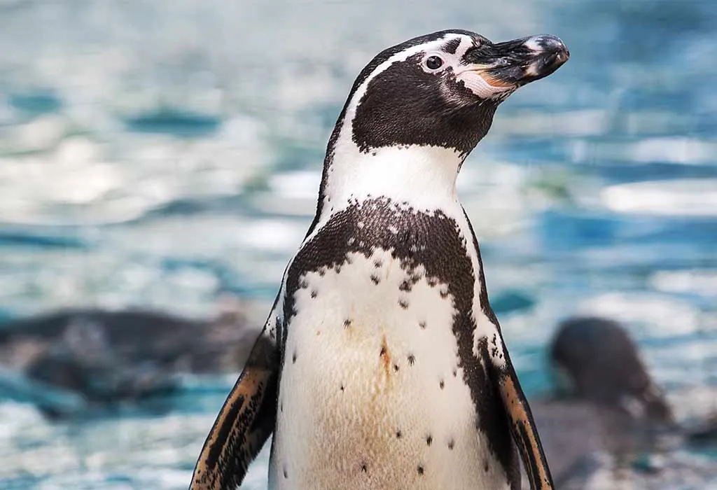 Humboldt Penguin