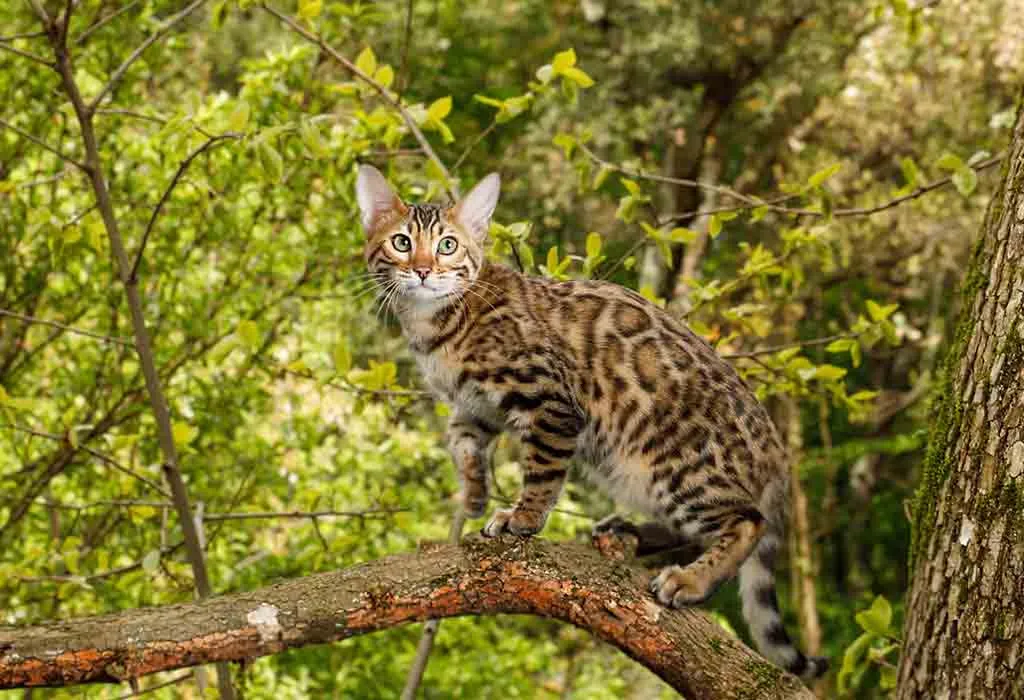 40 Amazing Animals with Stripes