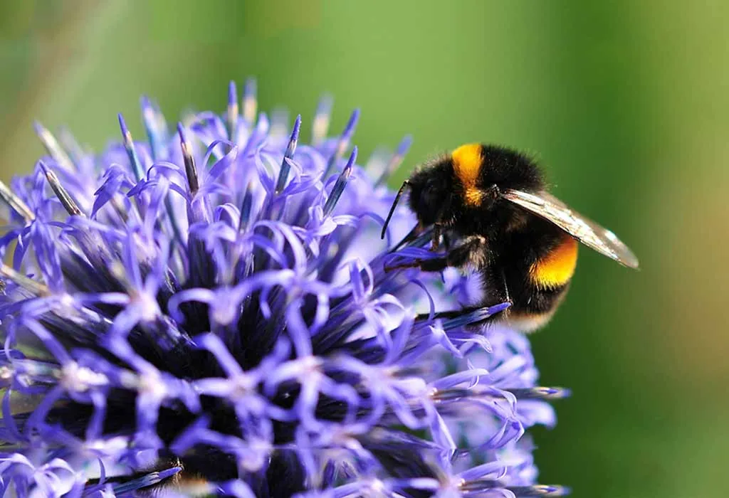 Bumblebee
