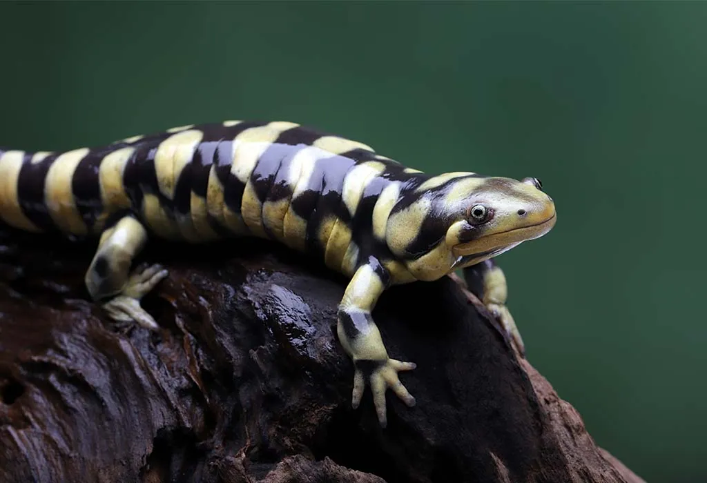 Tiger Salamander