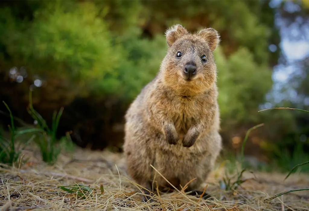 40 Amazing Animals with Stripes