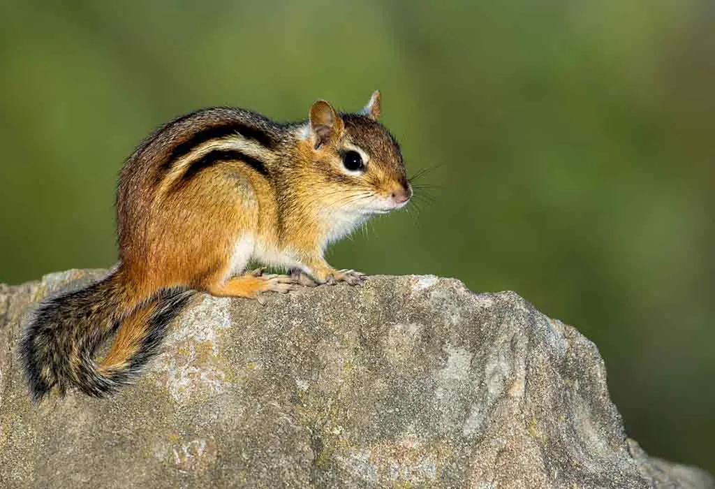 Eastern Chipmunk