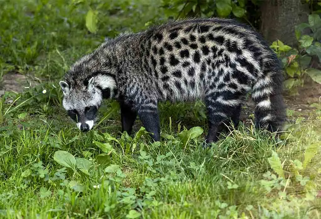 African Civet