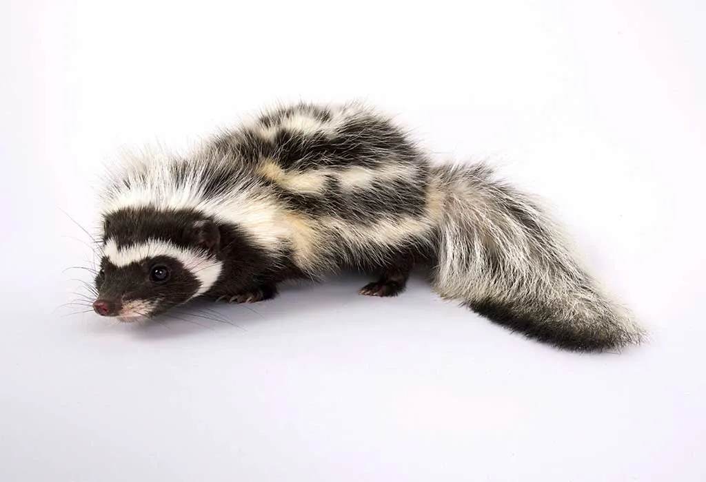 African Skunk