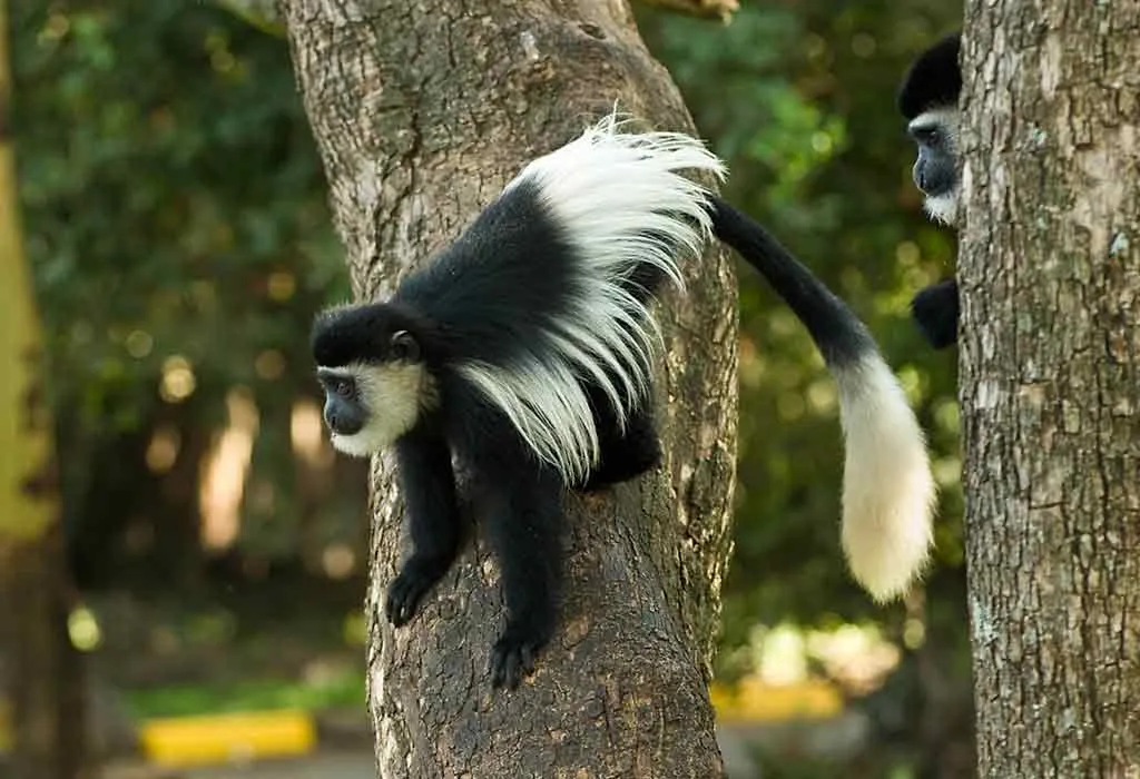 Black and White Colobus Monkey