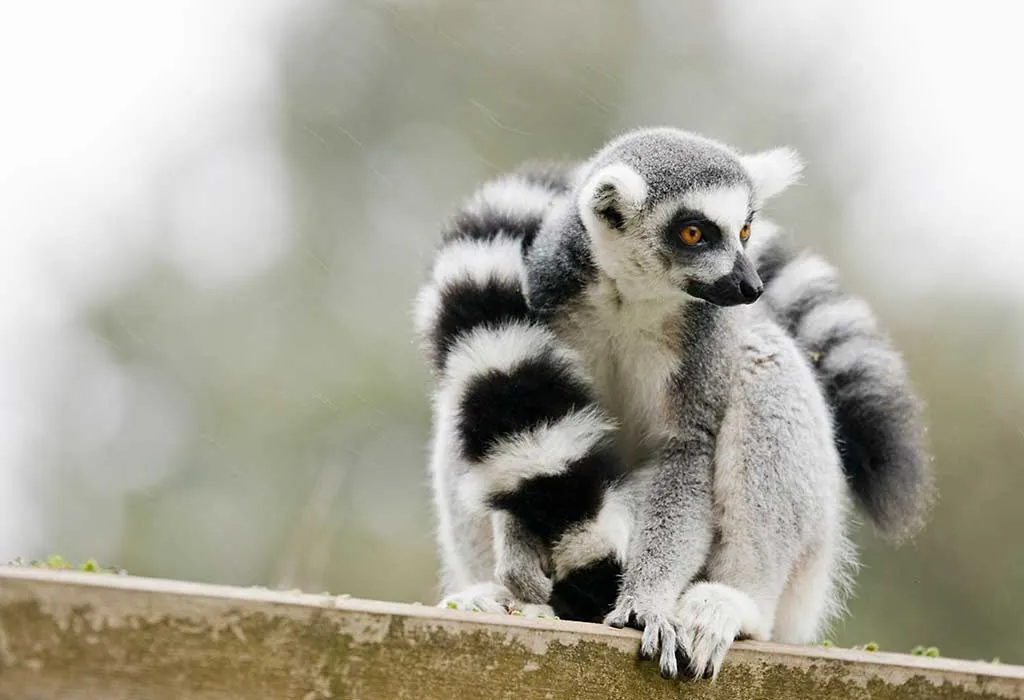 40 Amazing Animals with Stripes