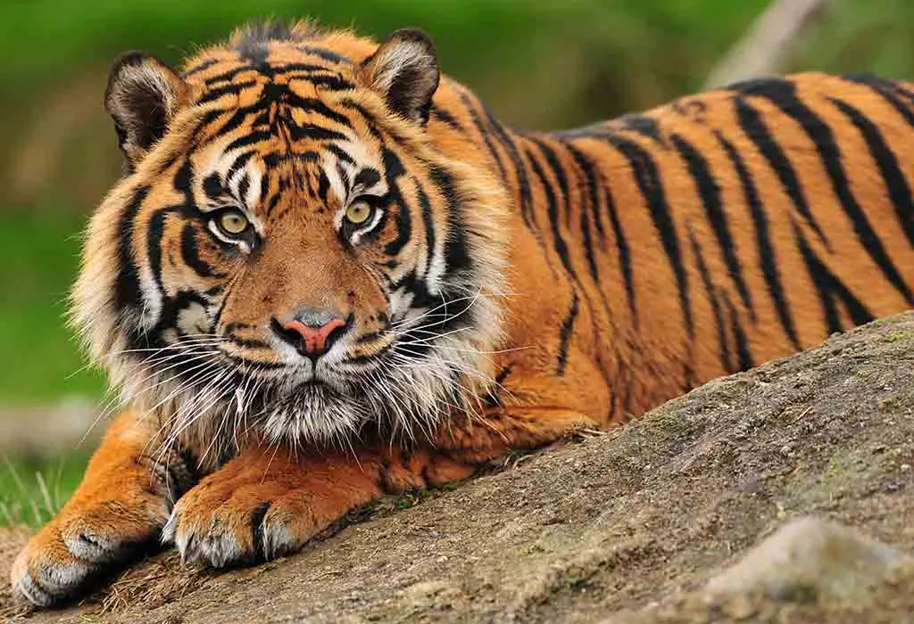 Sumatran Tiger