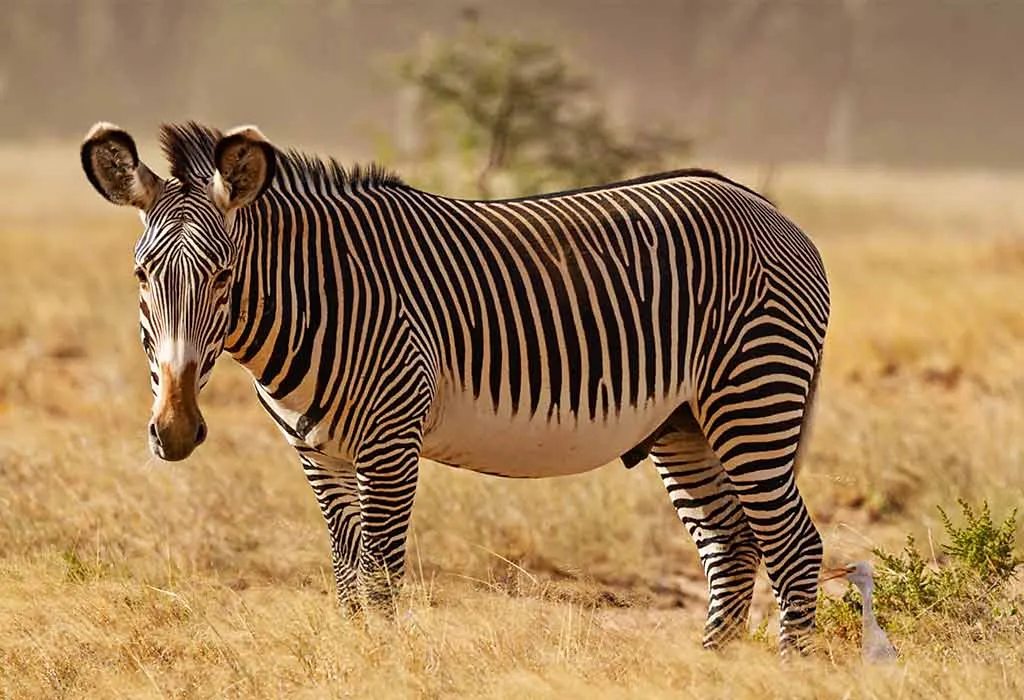Grevy's Zebra