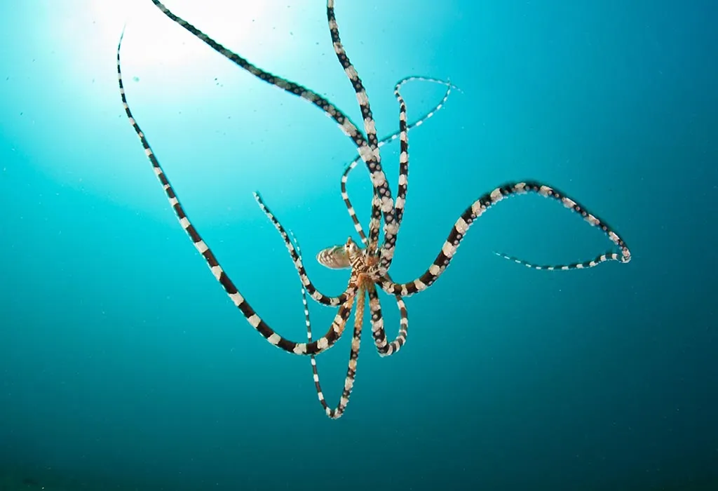 Wunderpus Octopus
