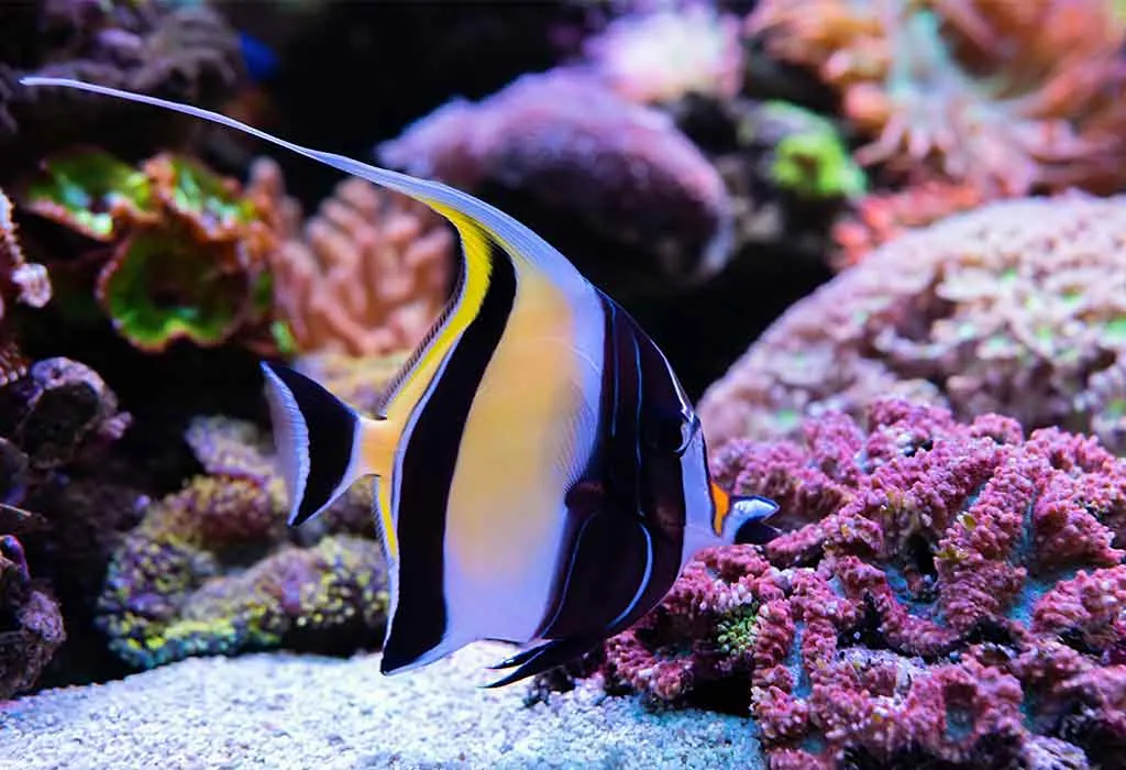 Moorish Idol Fish