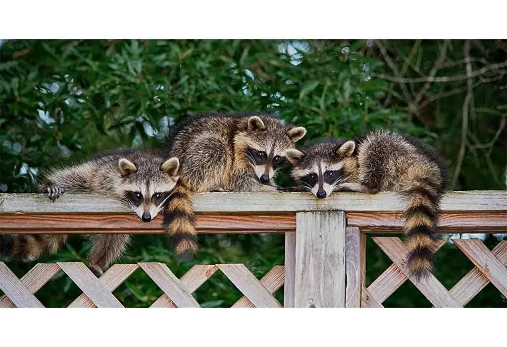 Raccoon