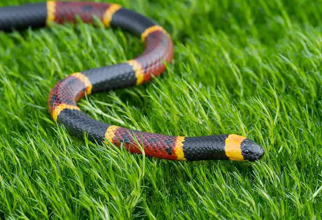 Eastern Coral Snake