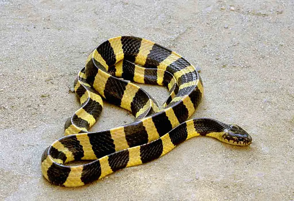 Banded Krait
