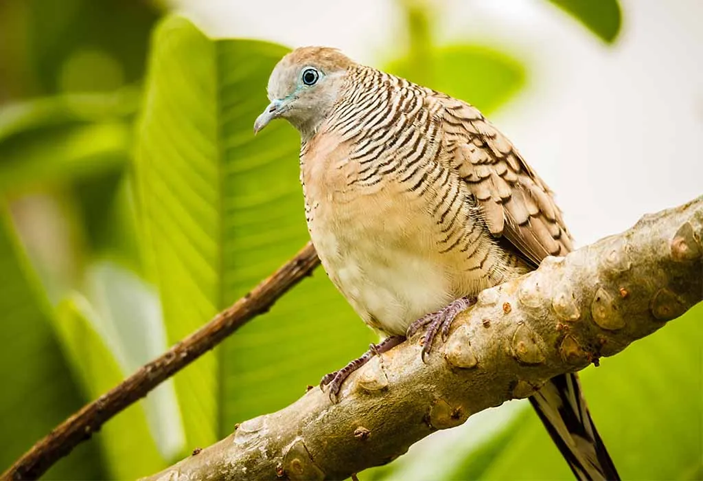 Zebra Dove