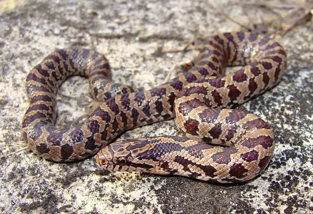 Prairie Kingsnake
