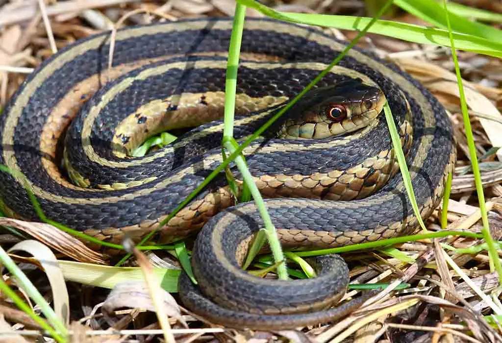 Eastern Garter Snake