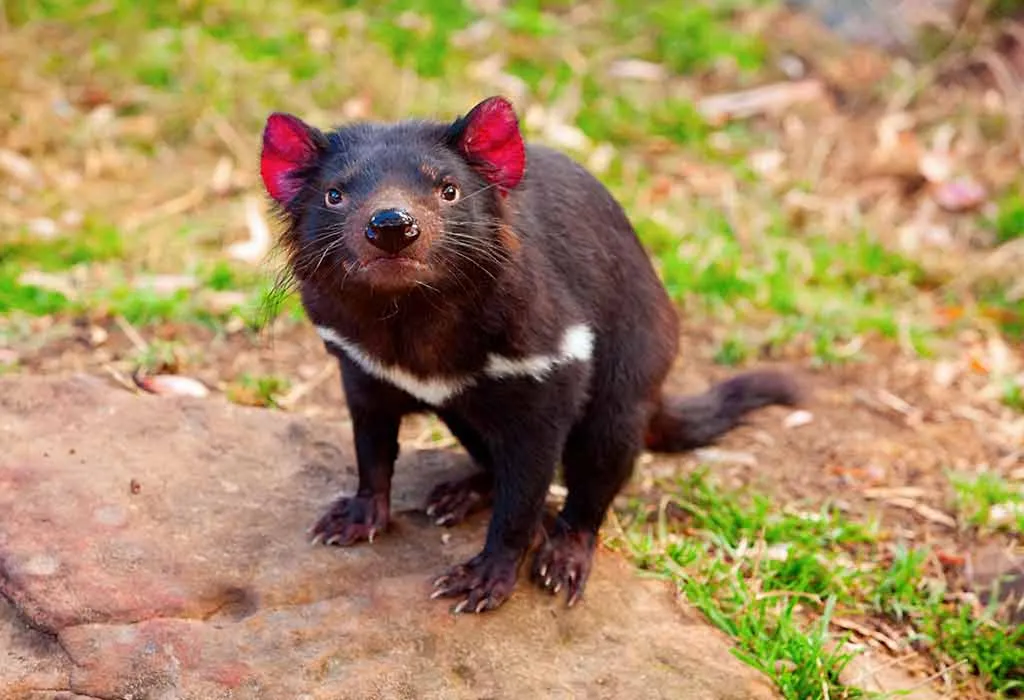Tasmanian Devil