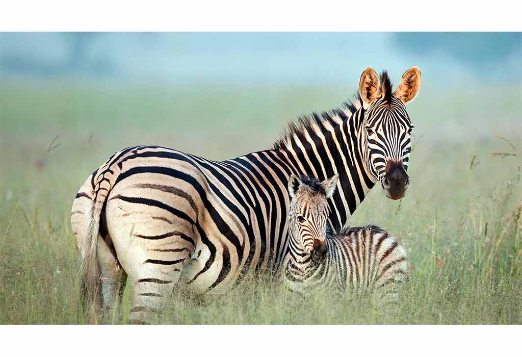 40 Amazing Animals with Stripes
