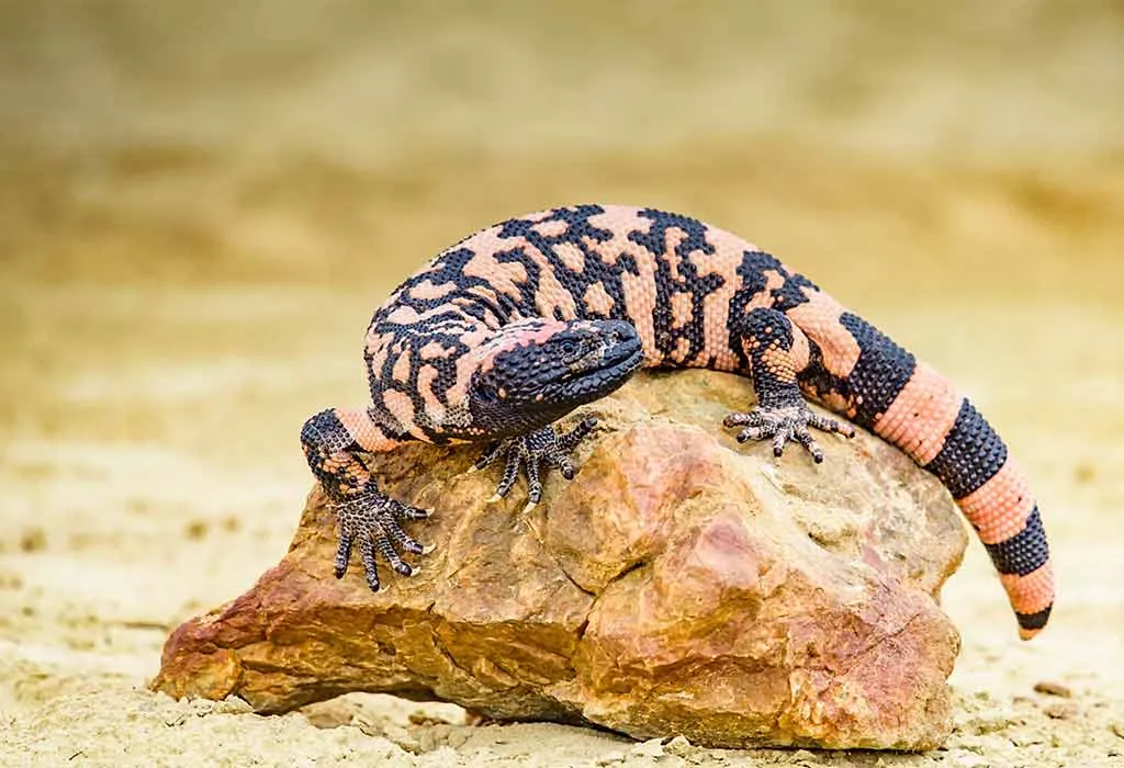 Gila Monster