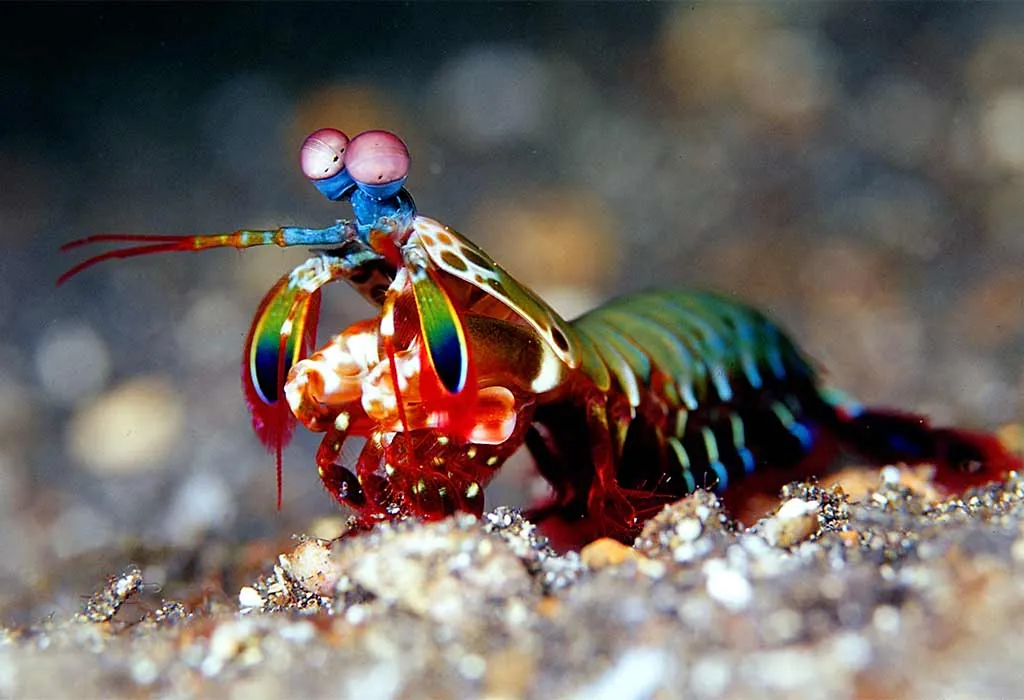 Mantis Shrimp