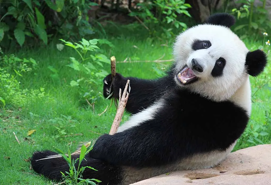 Panda
