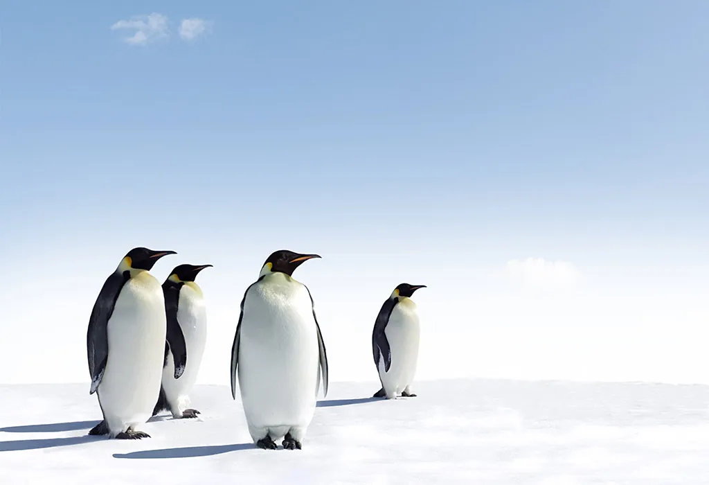 Penguin