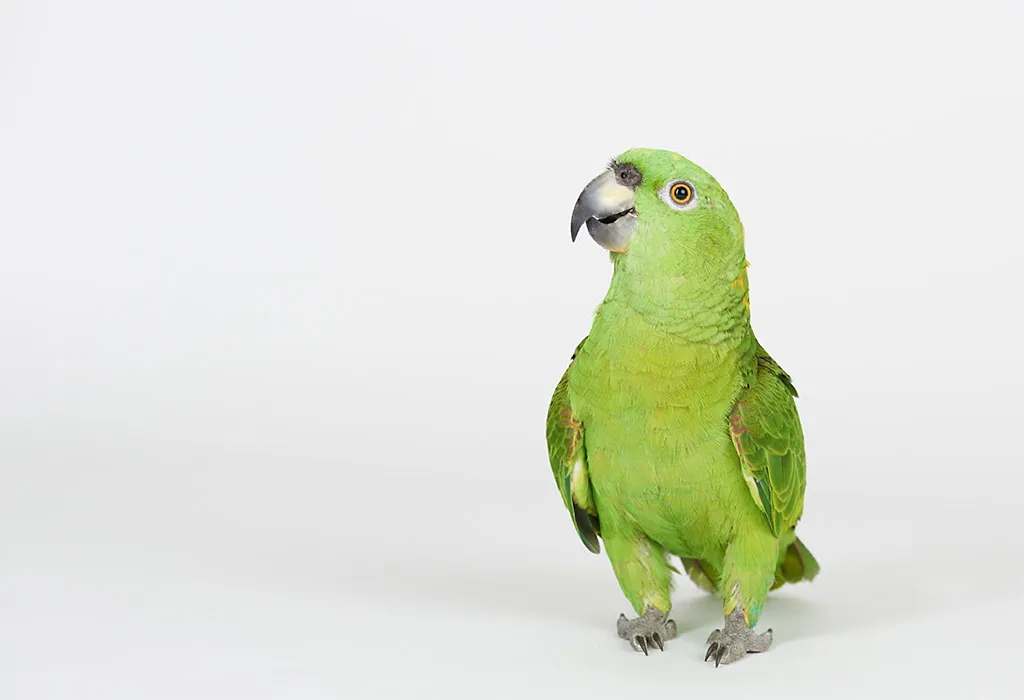 Parrot