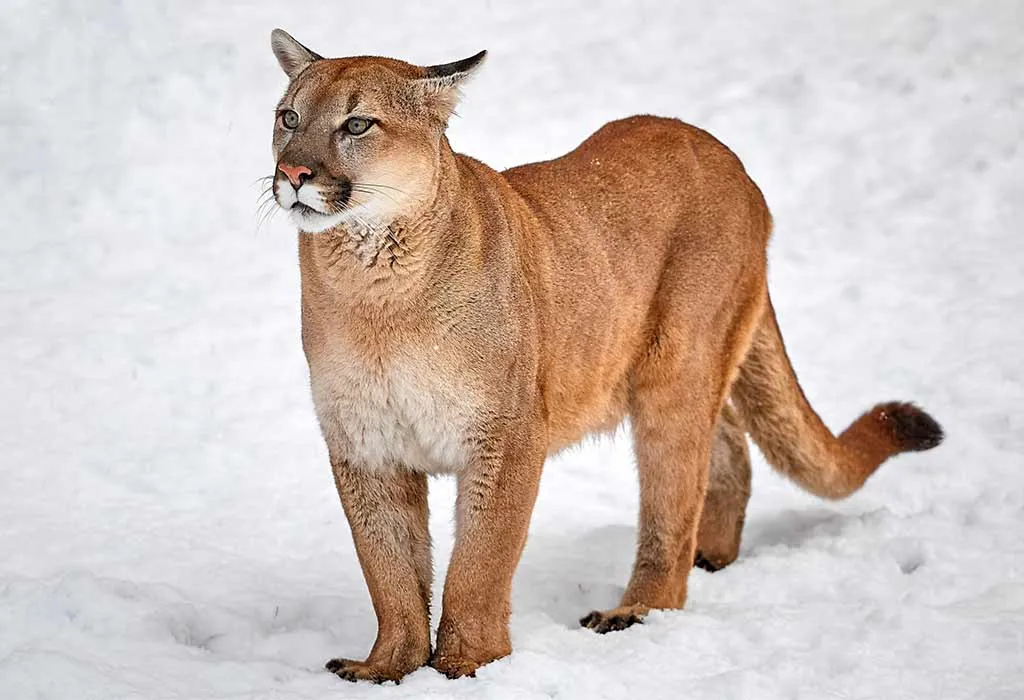 Puma